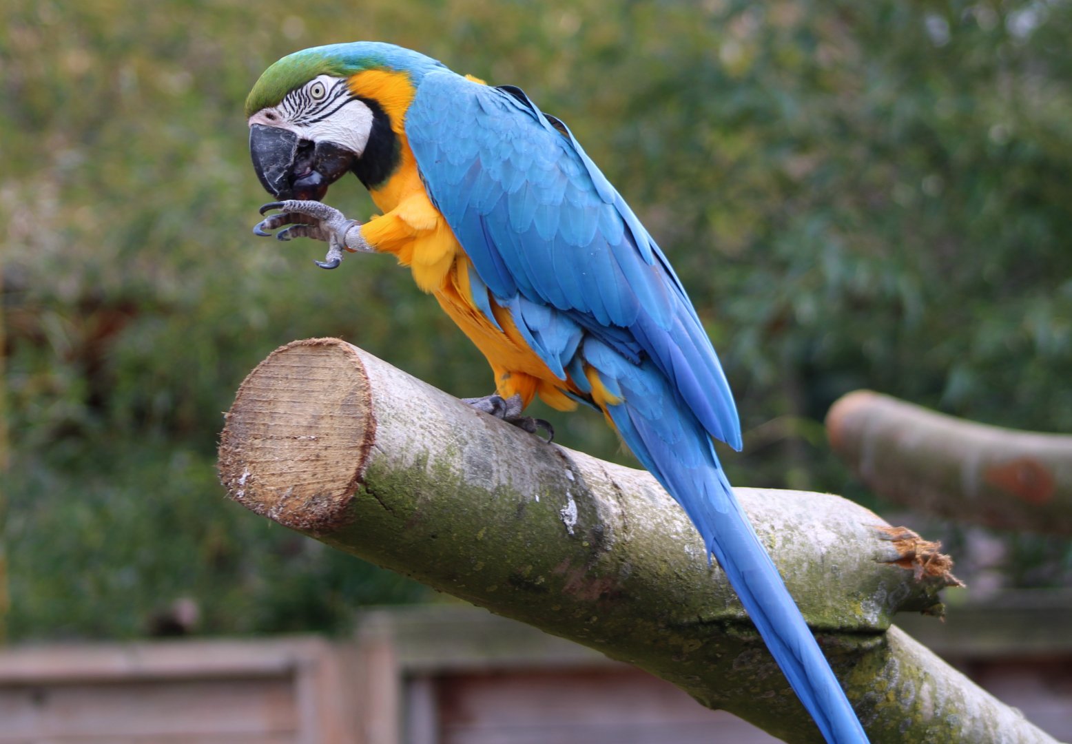Blue and yellow macaw