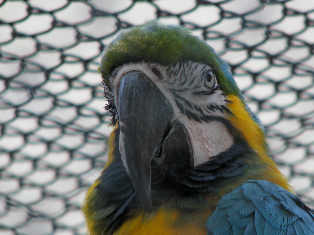 Blue-and-yellow macaw