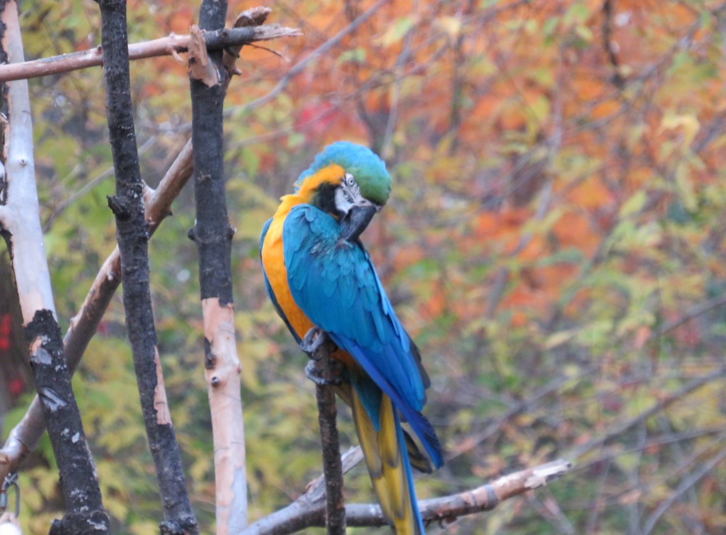 Blue-and-yellow macaw