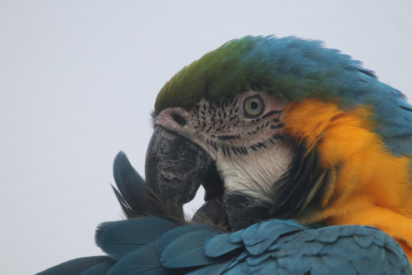 Blue-and-yellow macaw