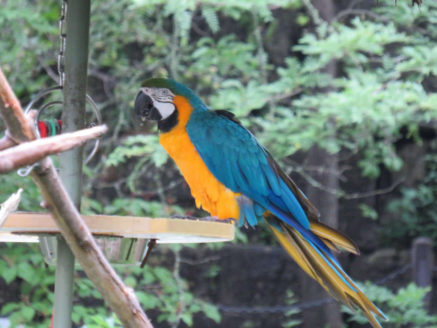 Blue-and-yellow macaw