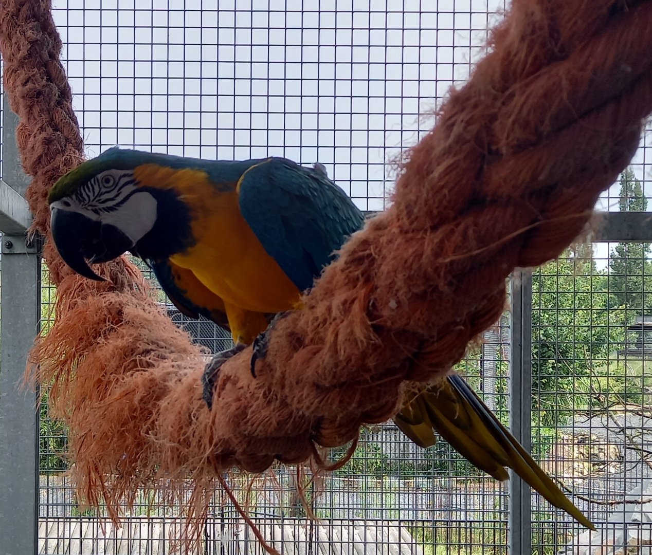 Blue and yellow macaw