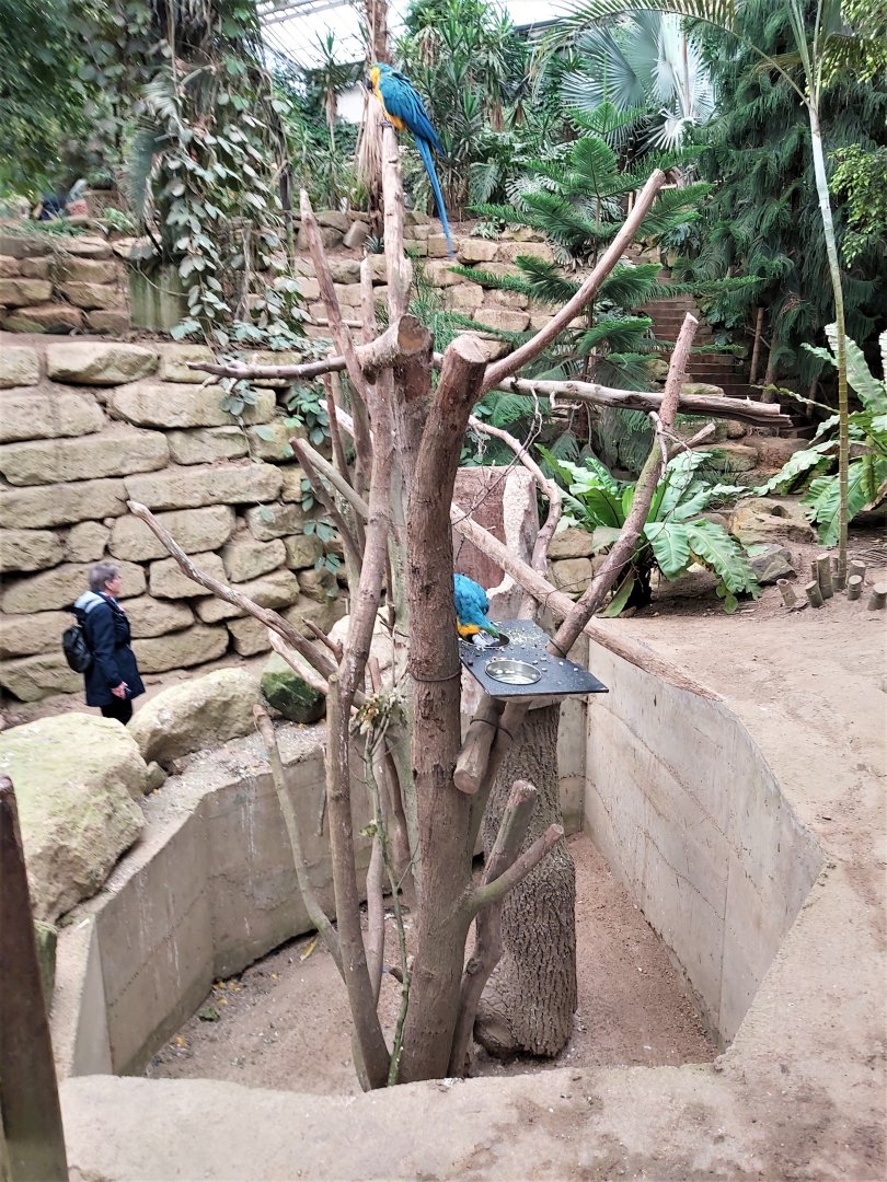 Blue-and-yellow macaw