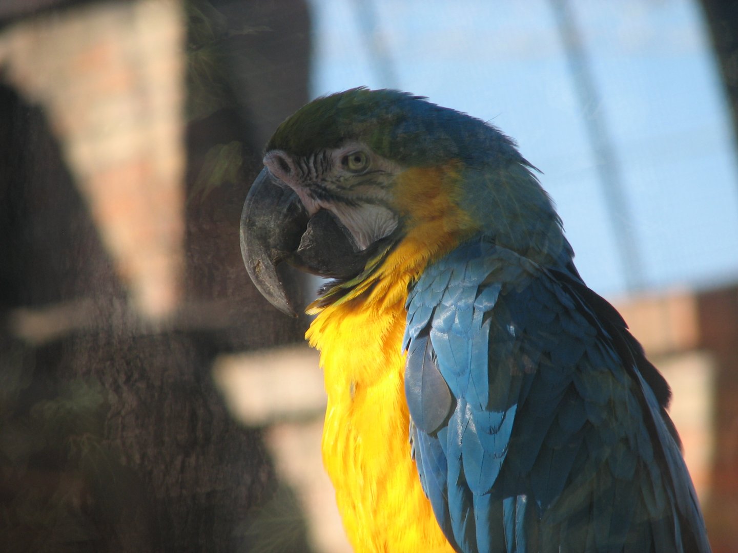 Blue-and-yellow macaw