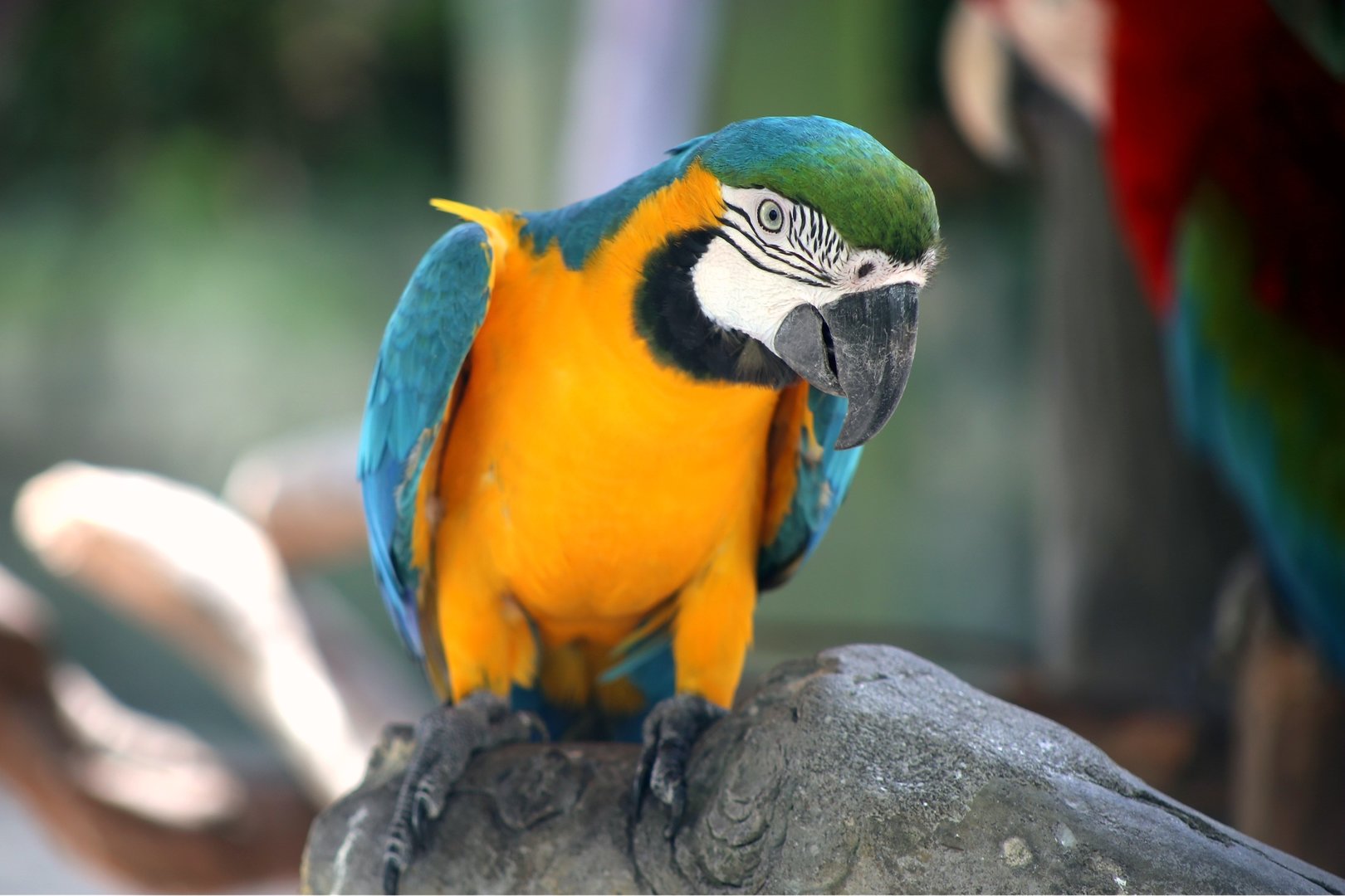 Blue-and-yellow Macaw