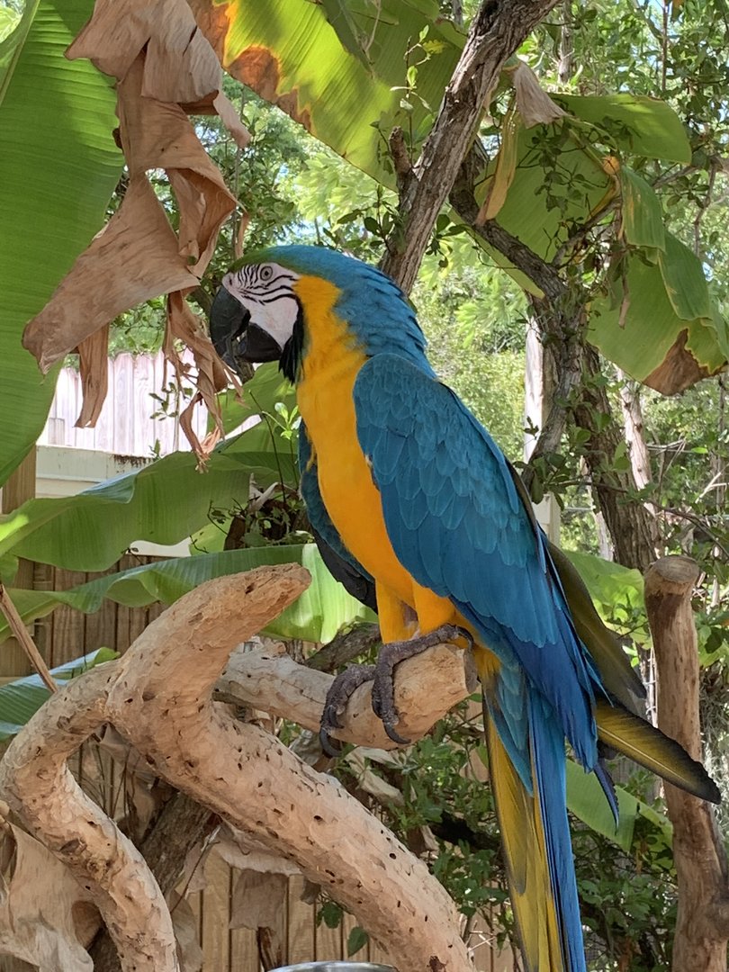 Blue-and-Yellow Macaw
