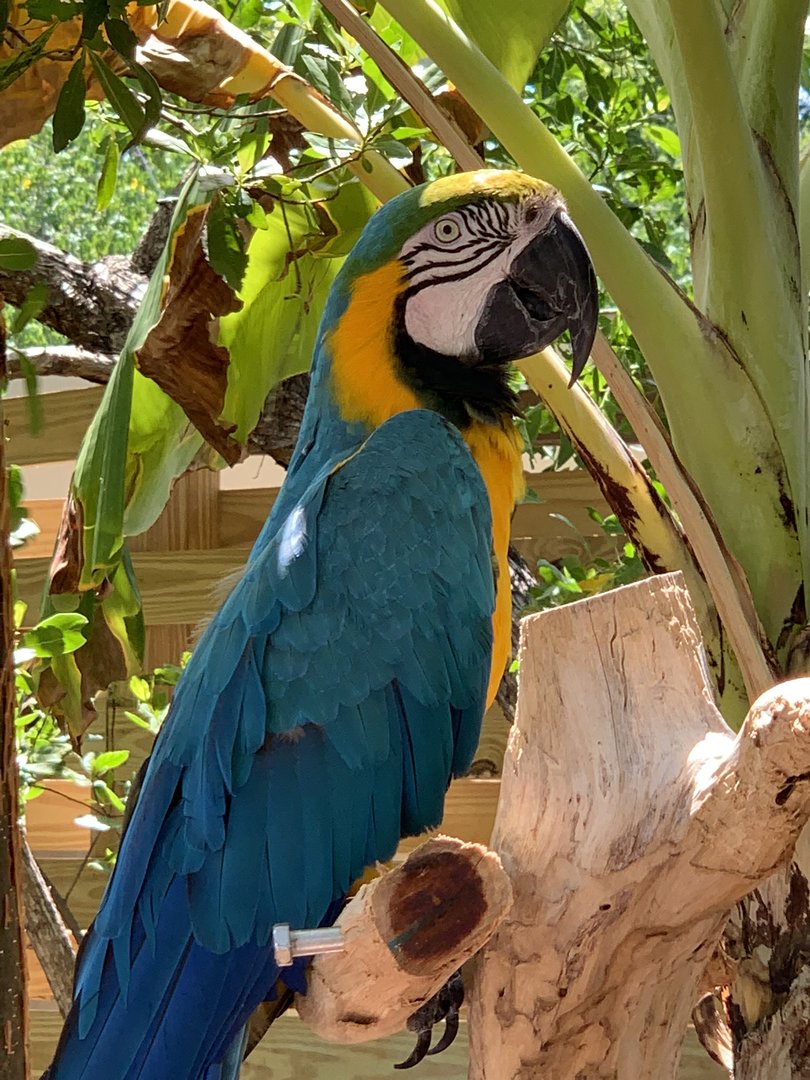 Blue-and-Yellow Macaw