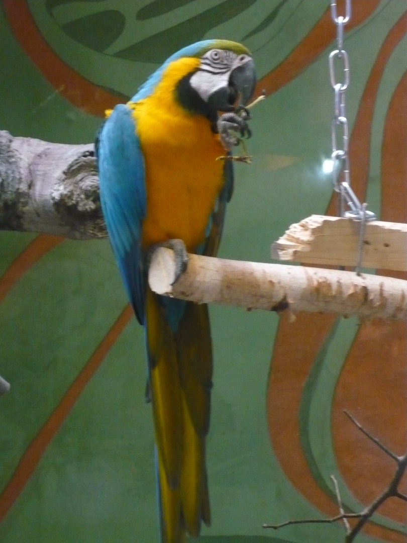 Blue-and-yellow macaw