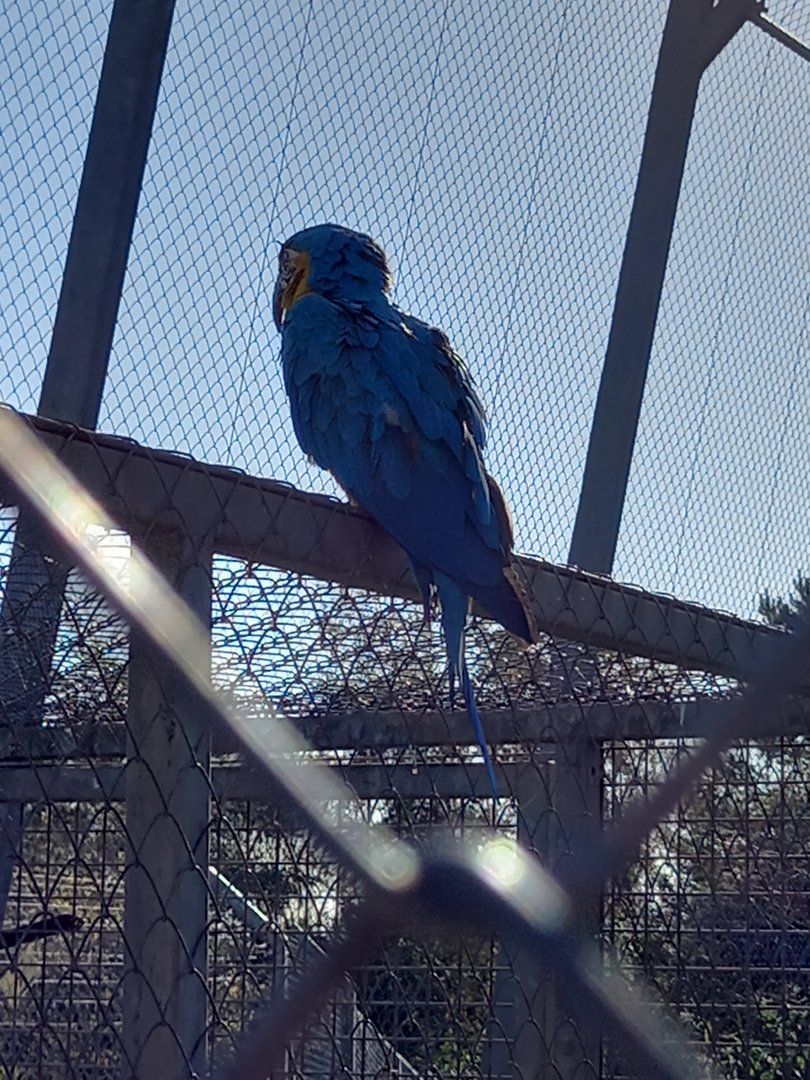 Blue and Yellow Macaw