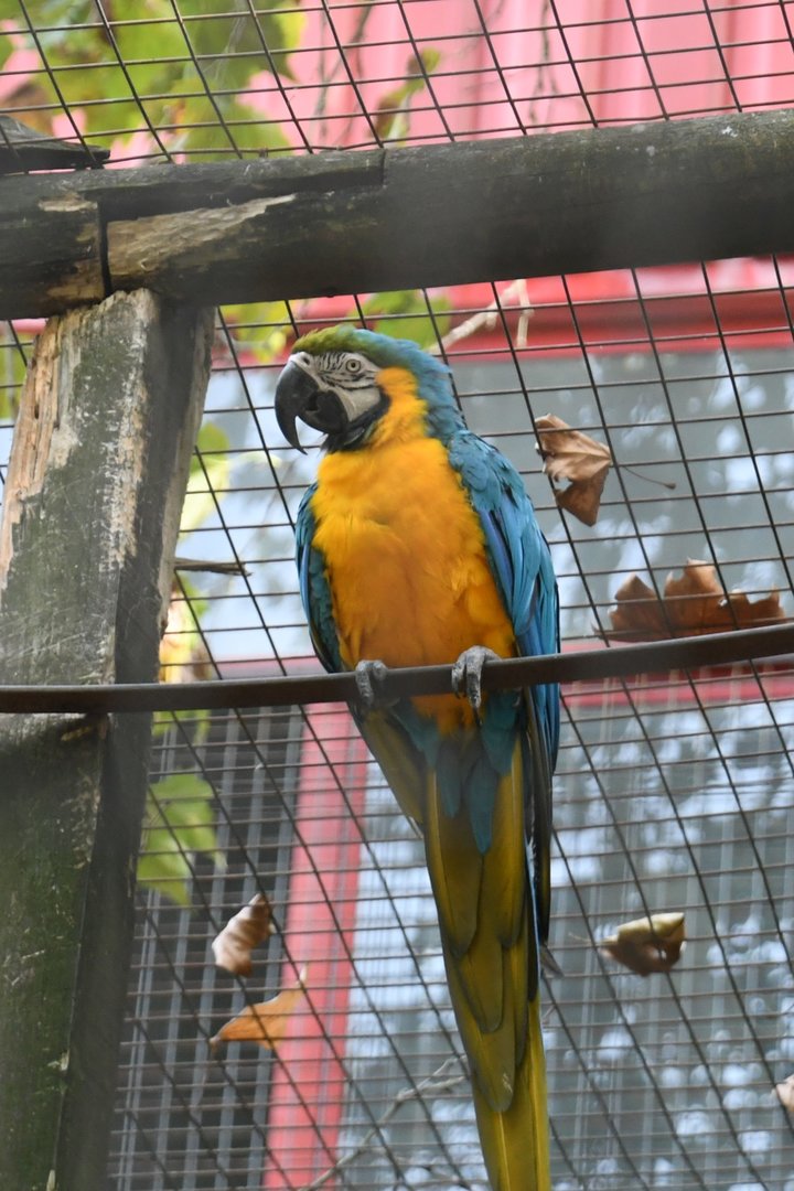 Blue-and-yellow Macaw