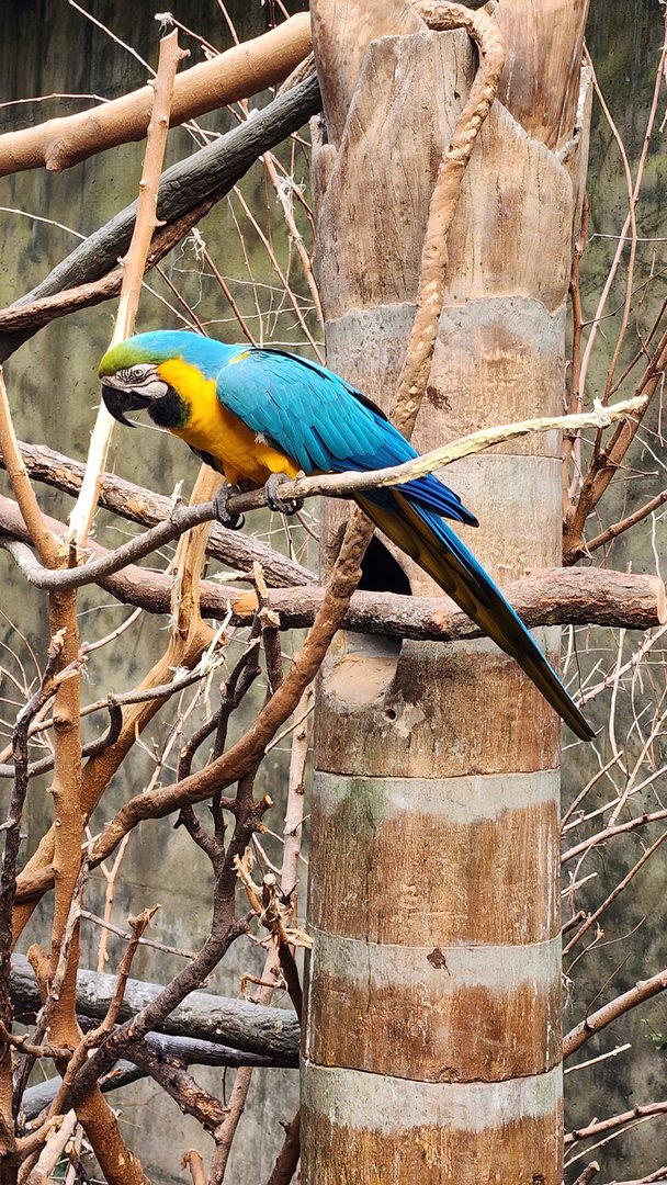 Blue and Yellow Macaw