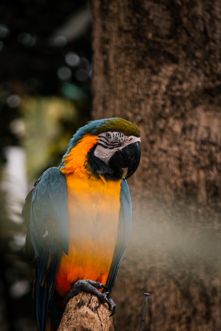 Blue-and-yellow Macaw