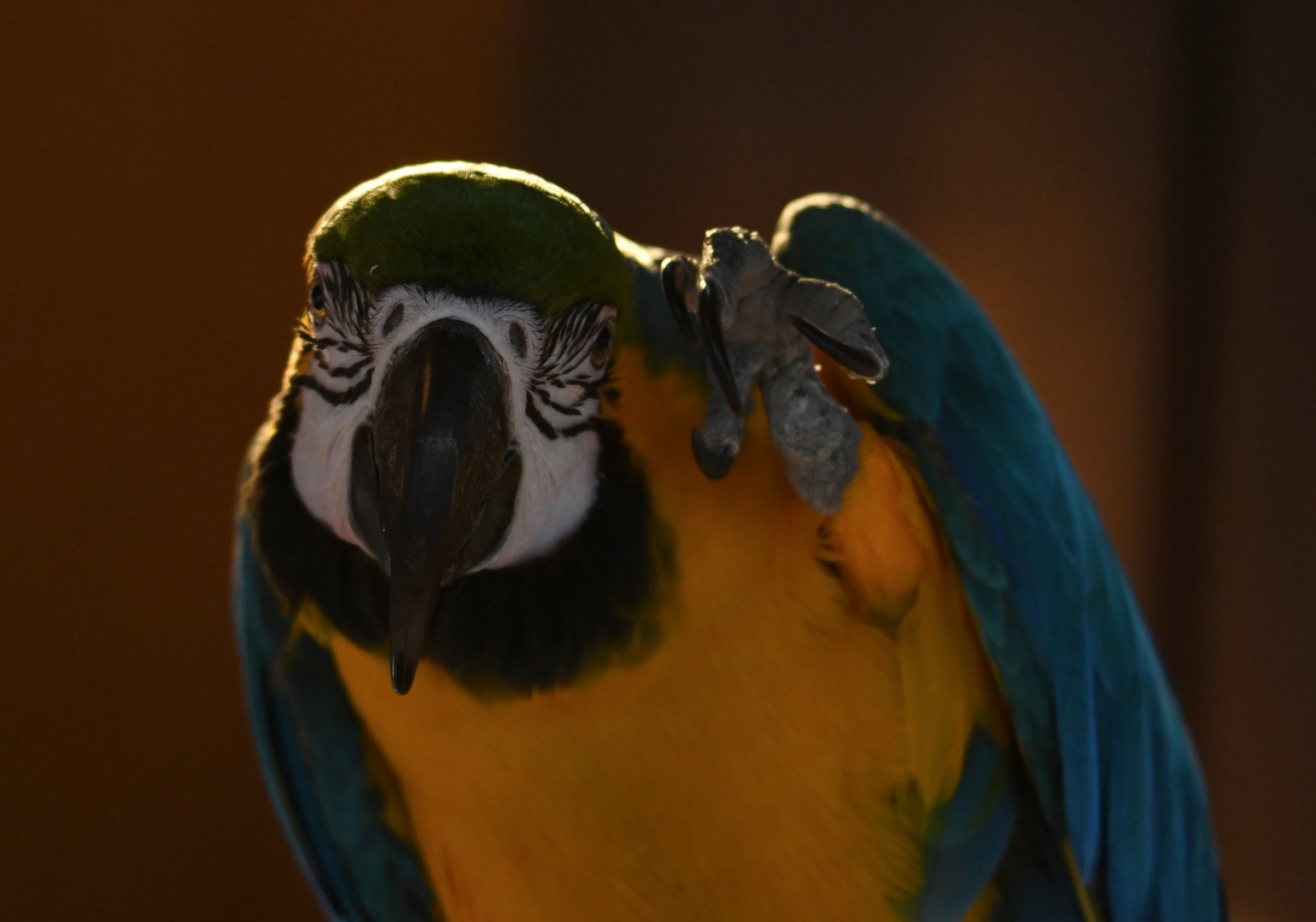 Blue-And-Yellow Macaw