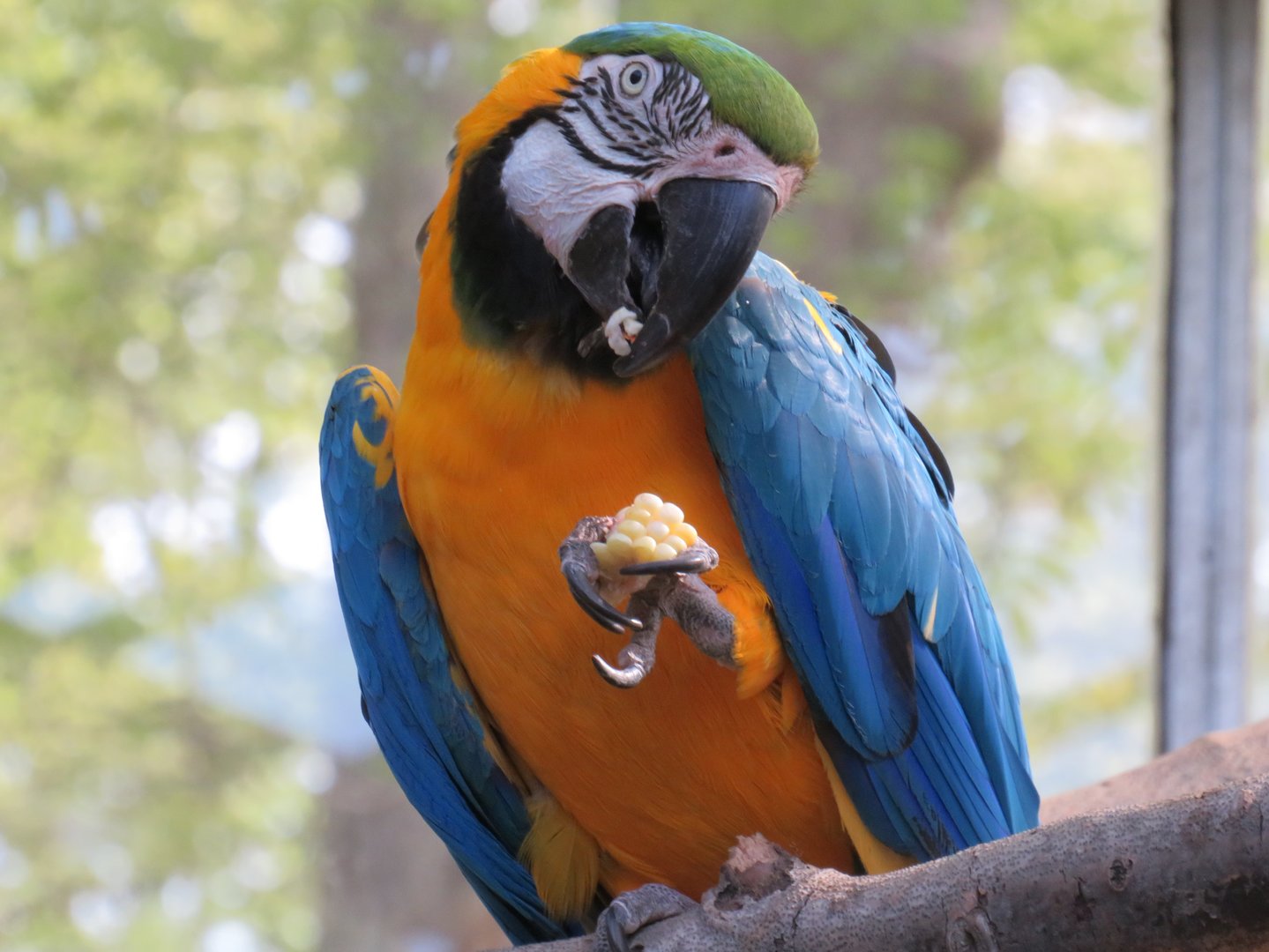 Blue-and-yellow macaw