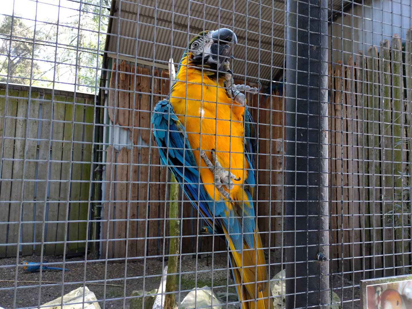 Blue and yellow macaw