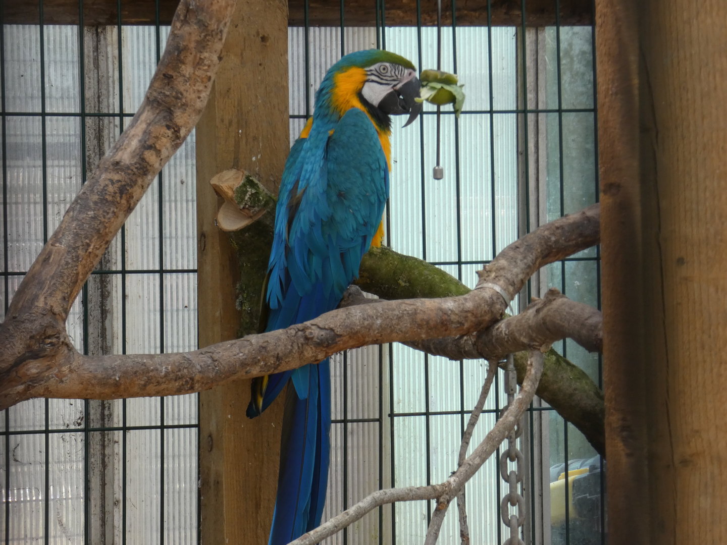 Blue-and-yellow macaw
