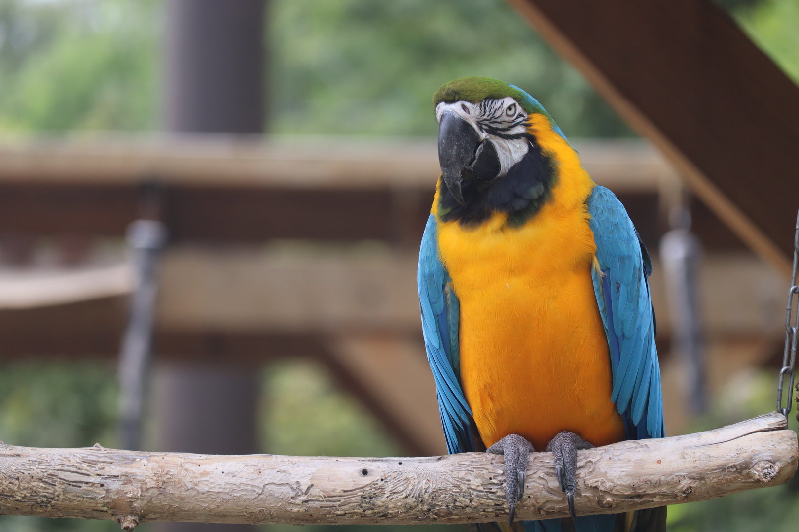 Blue and Yellow Macaw