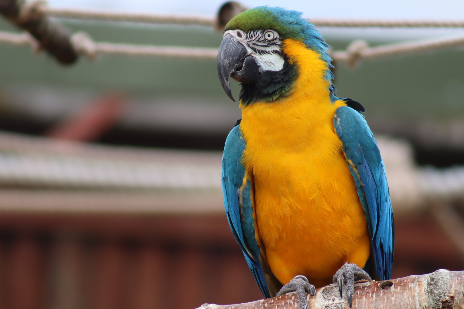Blue-and-Yellow Macaw