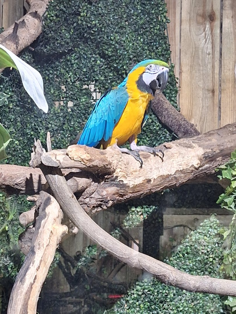 Blue and Yellow Macaw