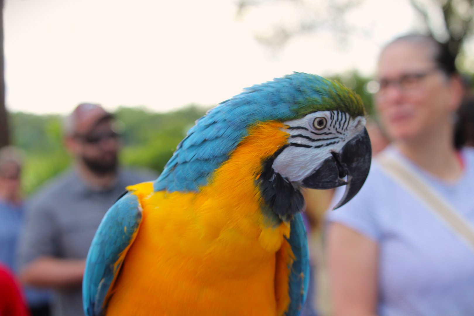 Blue-and-yellow Macaw