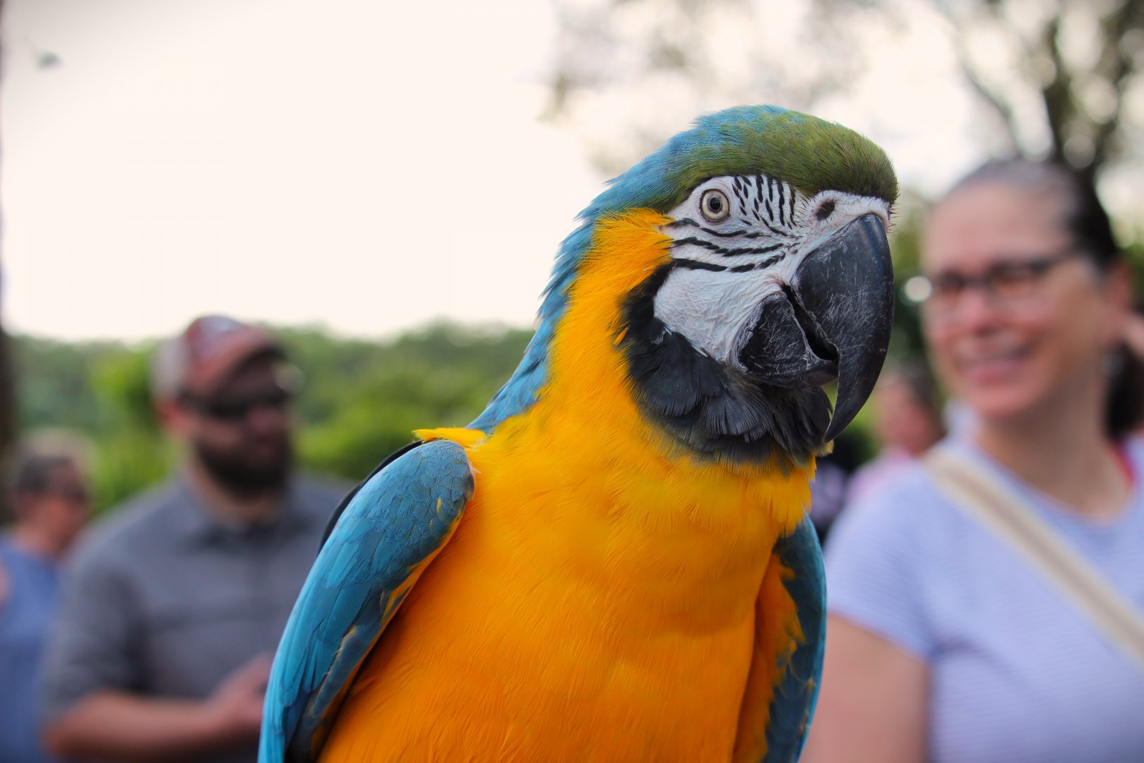 Blue-and-yellow Macaw