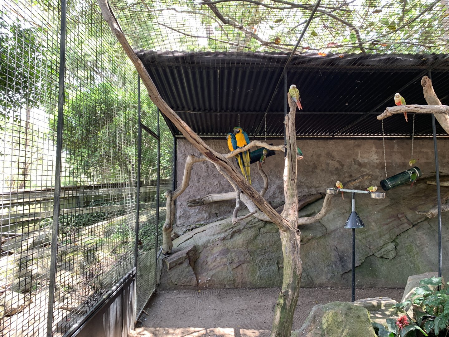 Blue-and-yellow Macaw