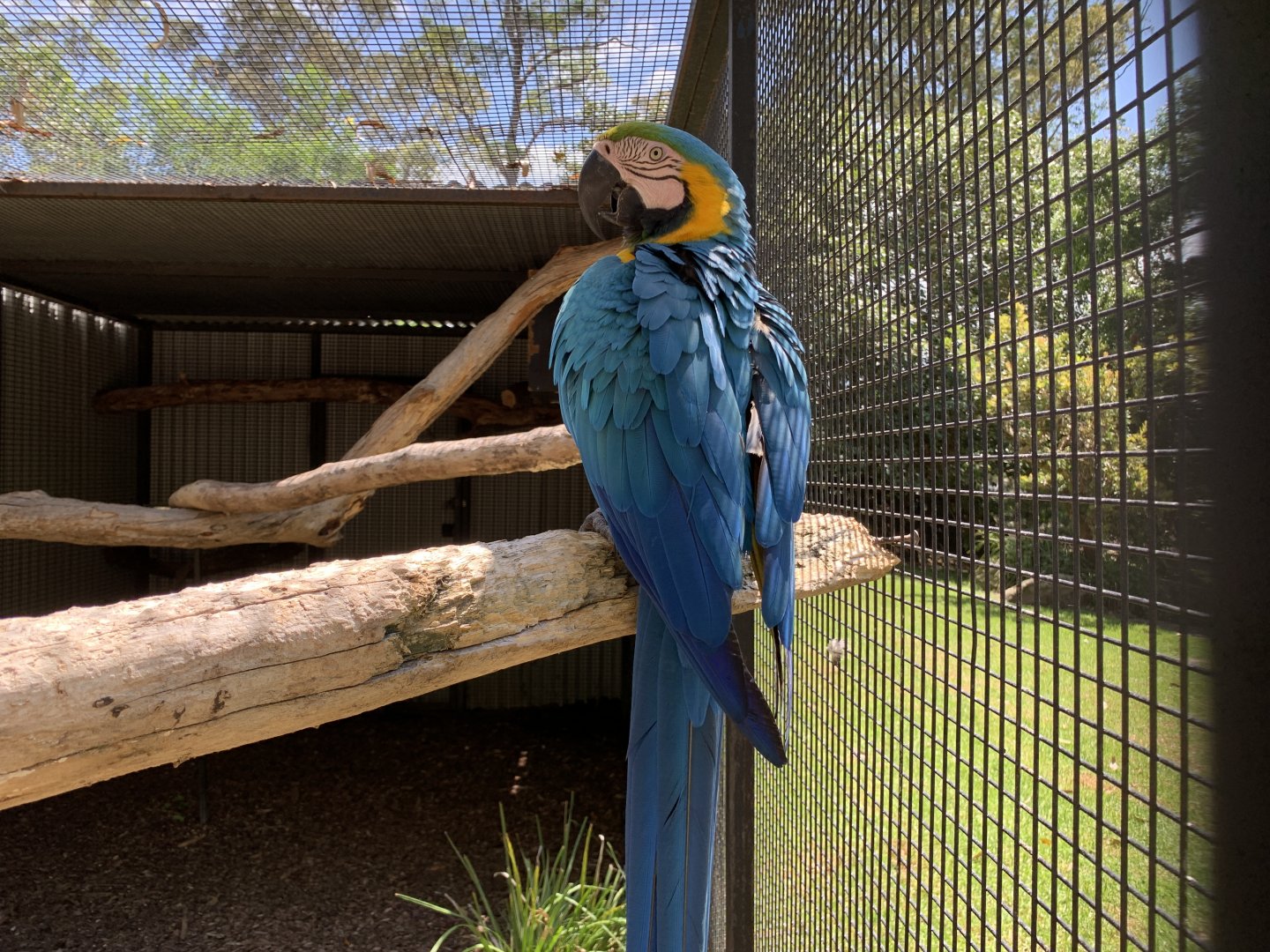 Blue-and-yellow Macaw