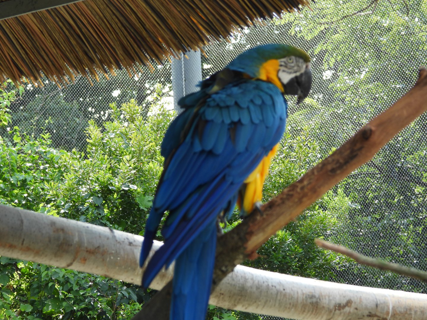 Blue-and-yellow macaw