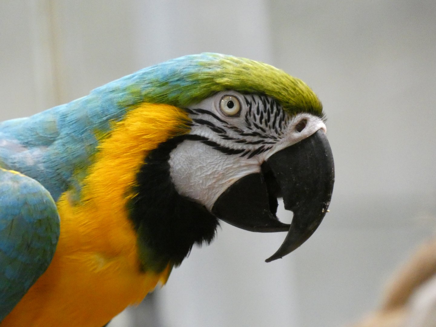 Blue-and-yellow macaw