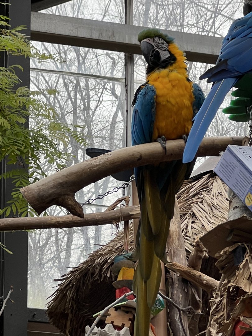 Blue-and-Yellow Macaw