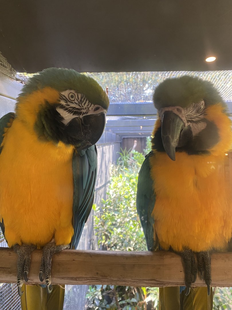 Blue and Yellow Macaw