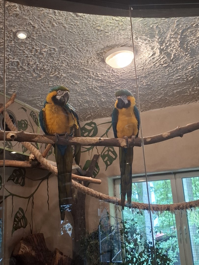 Blue-And-Yellow Macaw