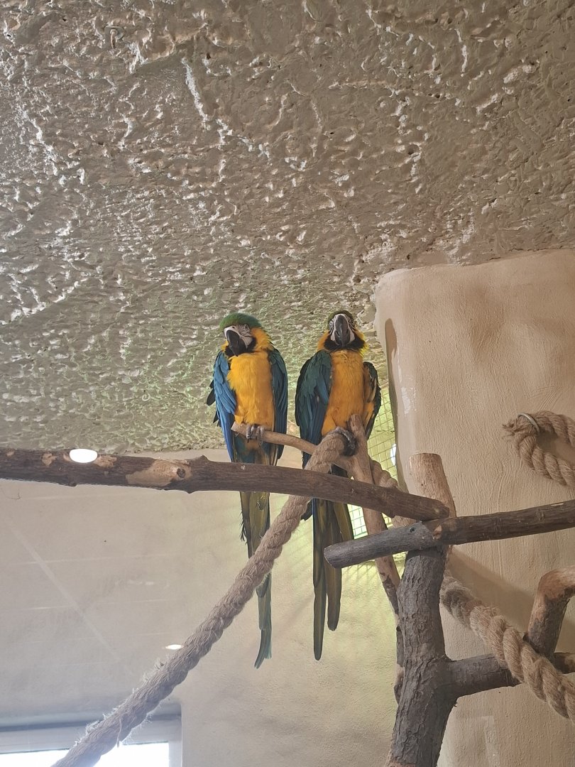 Blue and Yellow Macaw