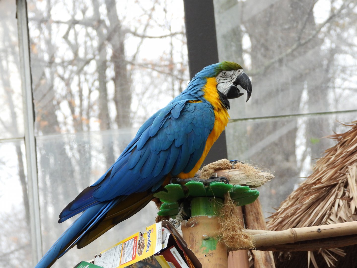Blue-and-yellow macaw