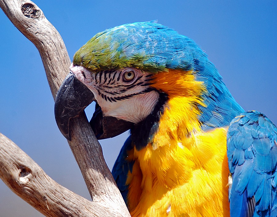 Blue And Yellow Macaw