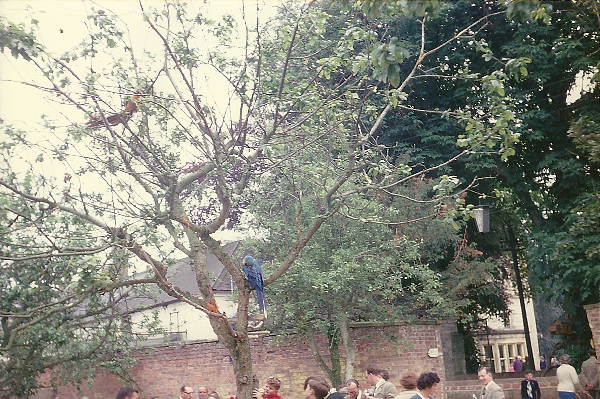 Blue and Yellow Macaws 1963
