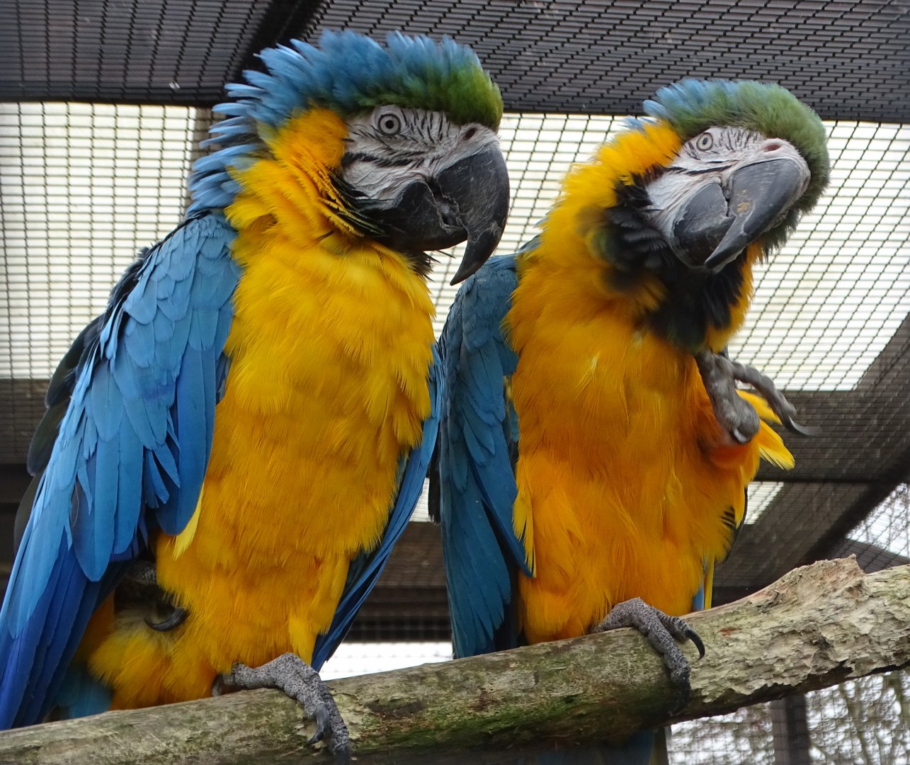Blue and Yellow Macaws, Alfie and Chester, 30th October 2024