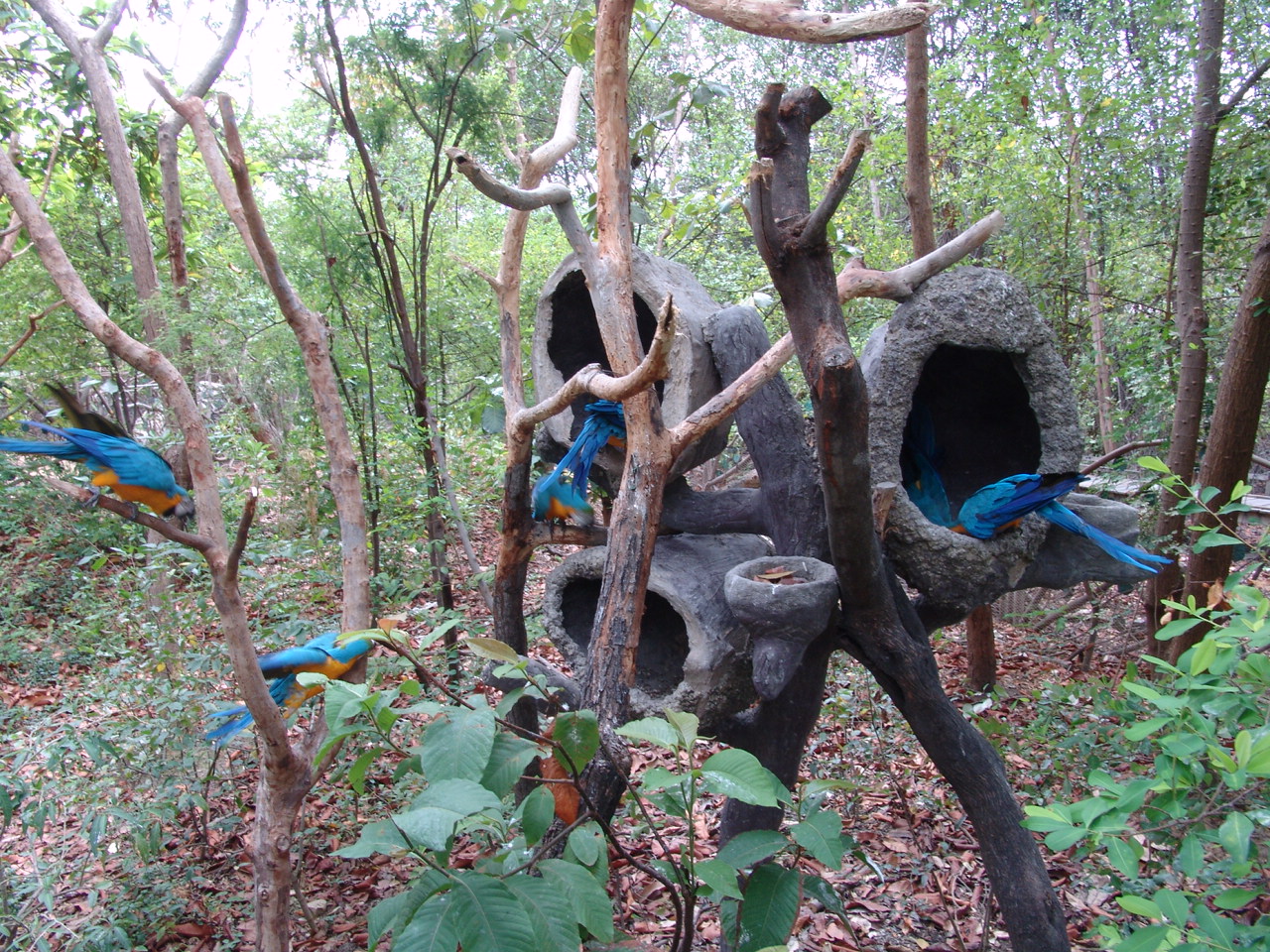 Blue-and-Yellow Macaws (Ara ararauna)