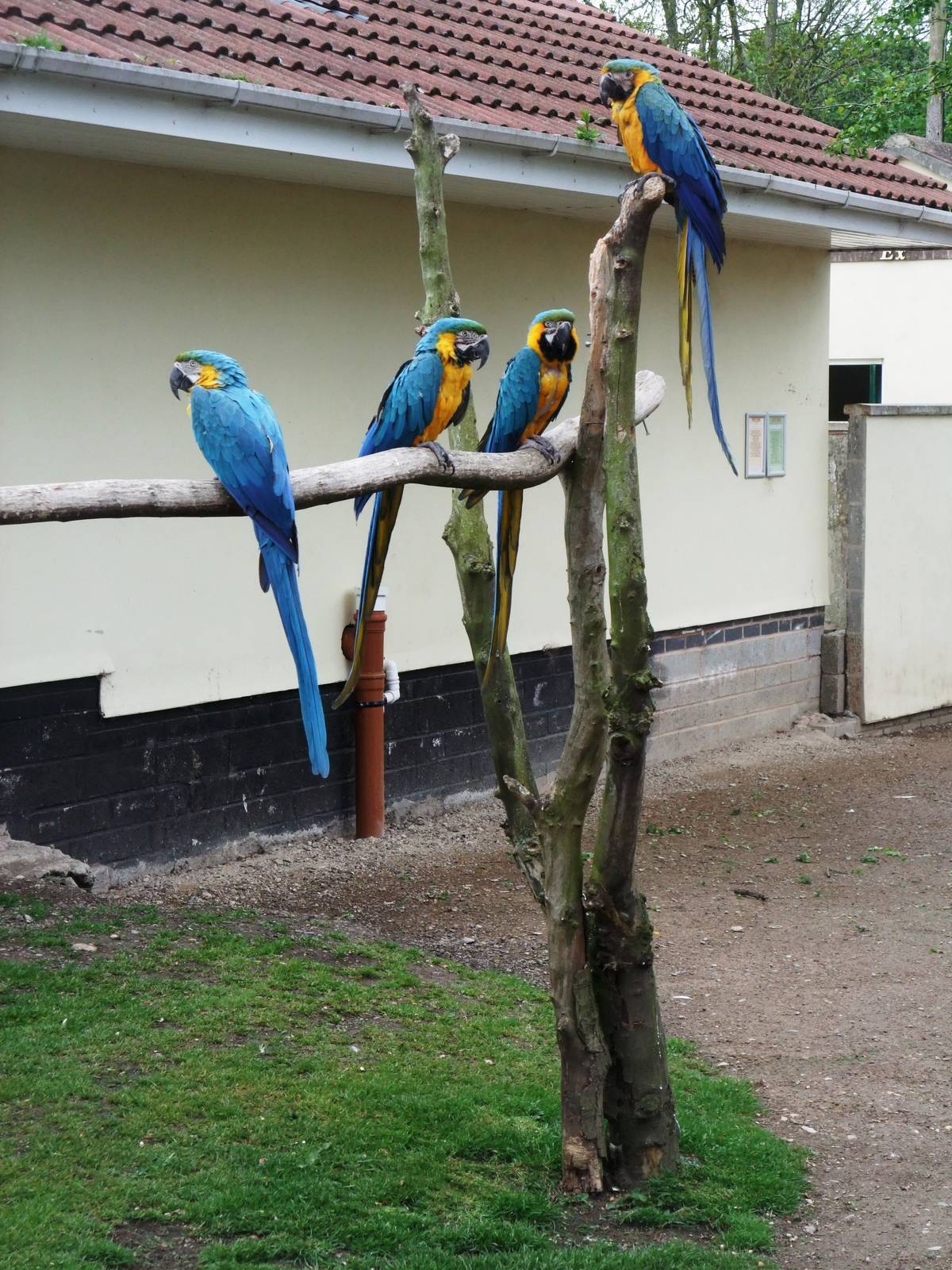 Blue-and-Yellow Macaws at Tropical Birdland, 18/05/13