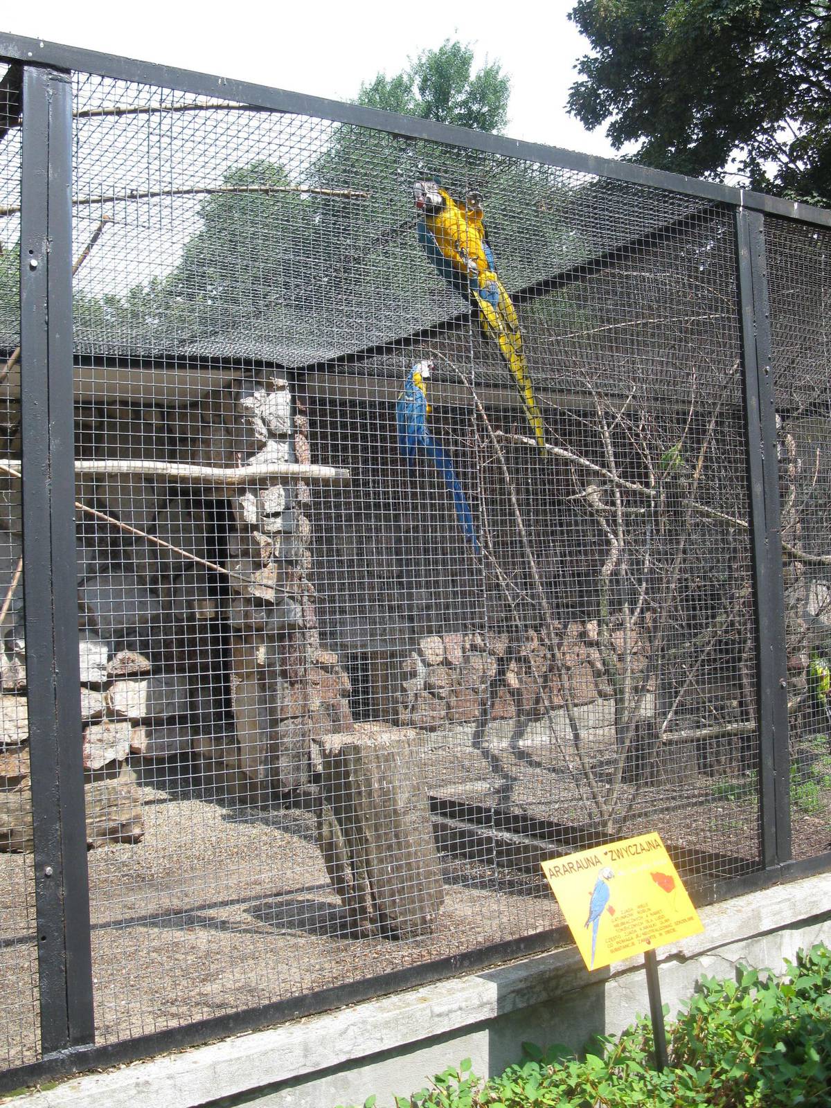 Blue-and-Yellow Macaw's Aviary