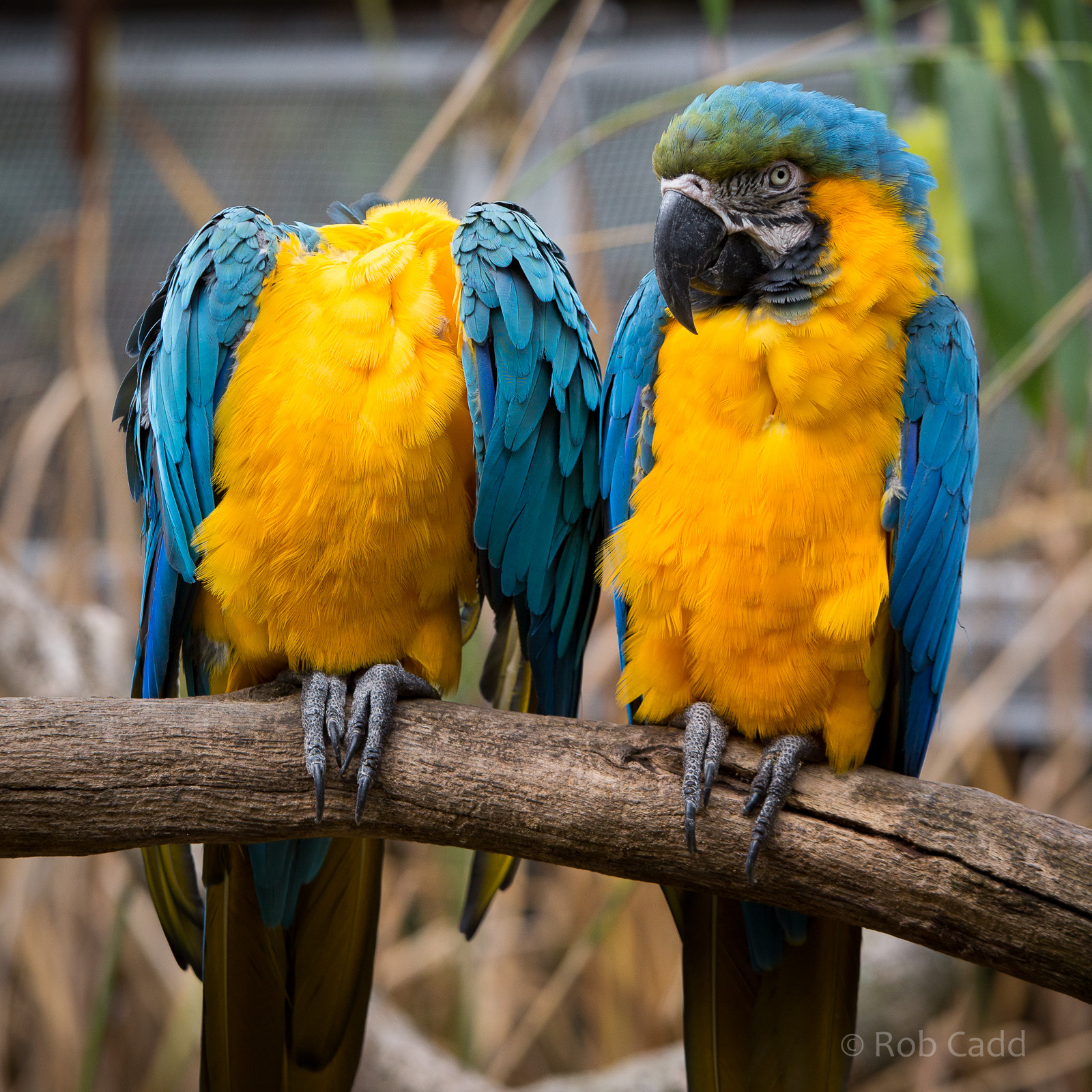 Blue-and-yellow macaws : Cotswold WP : 25 Oct 2015