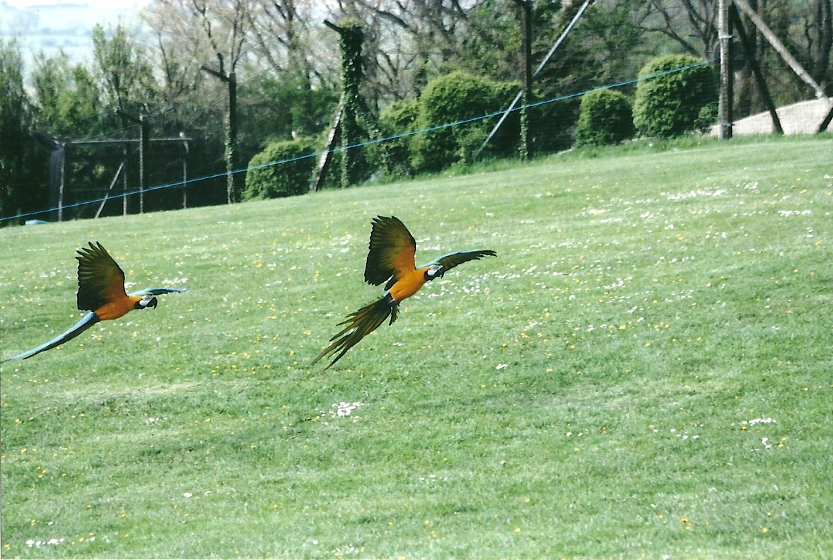 Blue and Yellow Macaws in flying display 19th May 2013