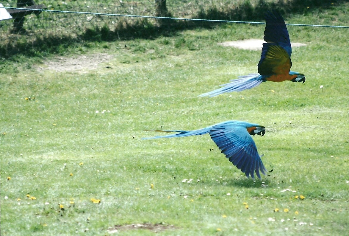 Blue and Yellow Macaws in flying display 19th May 2013