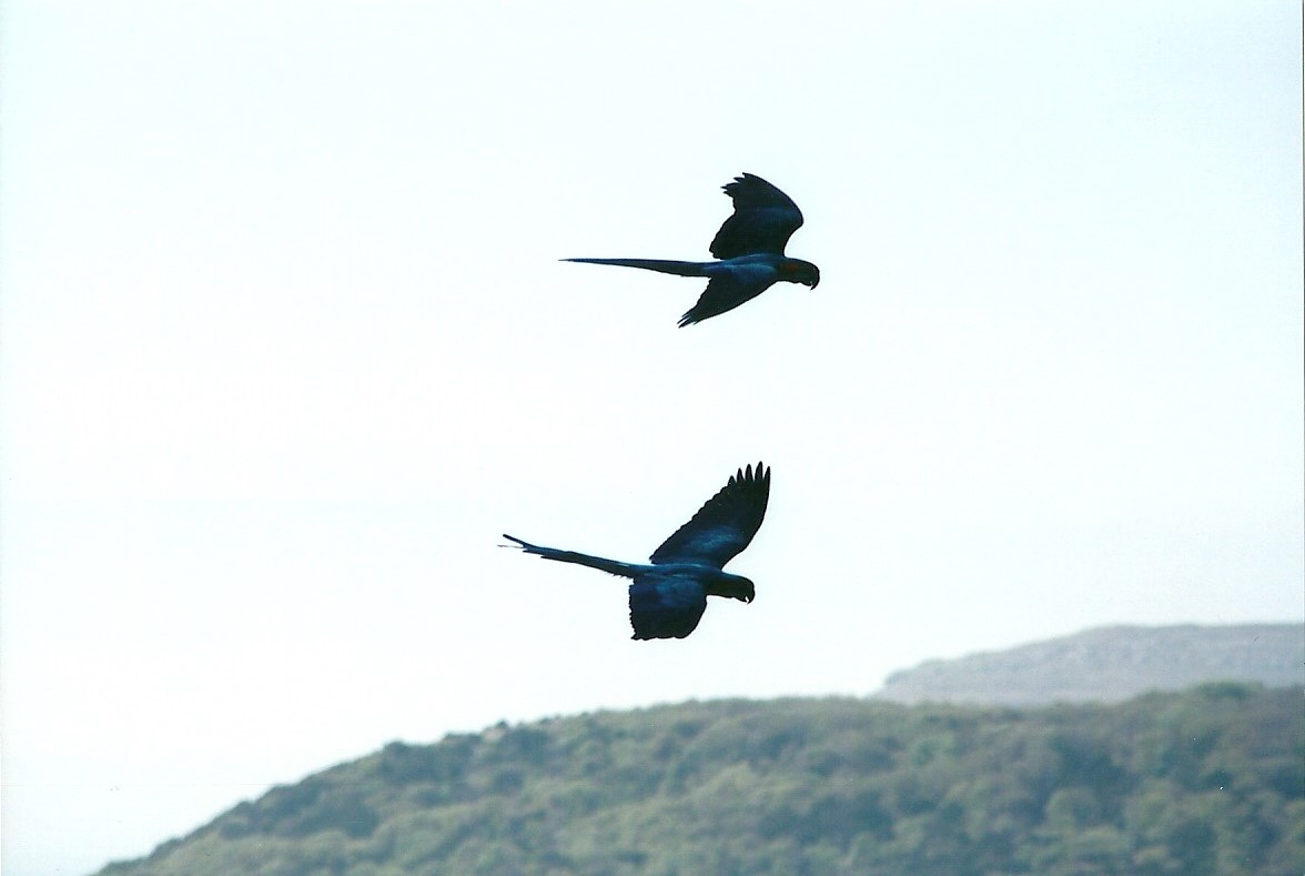 Blue and Yellow Macaws in flying display 19th May 2013