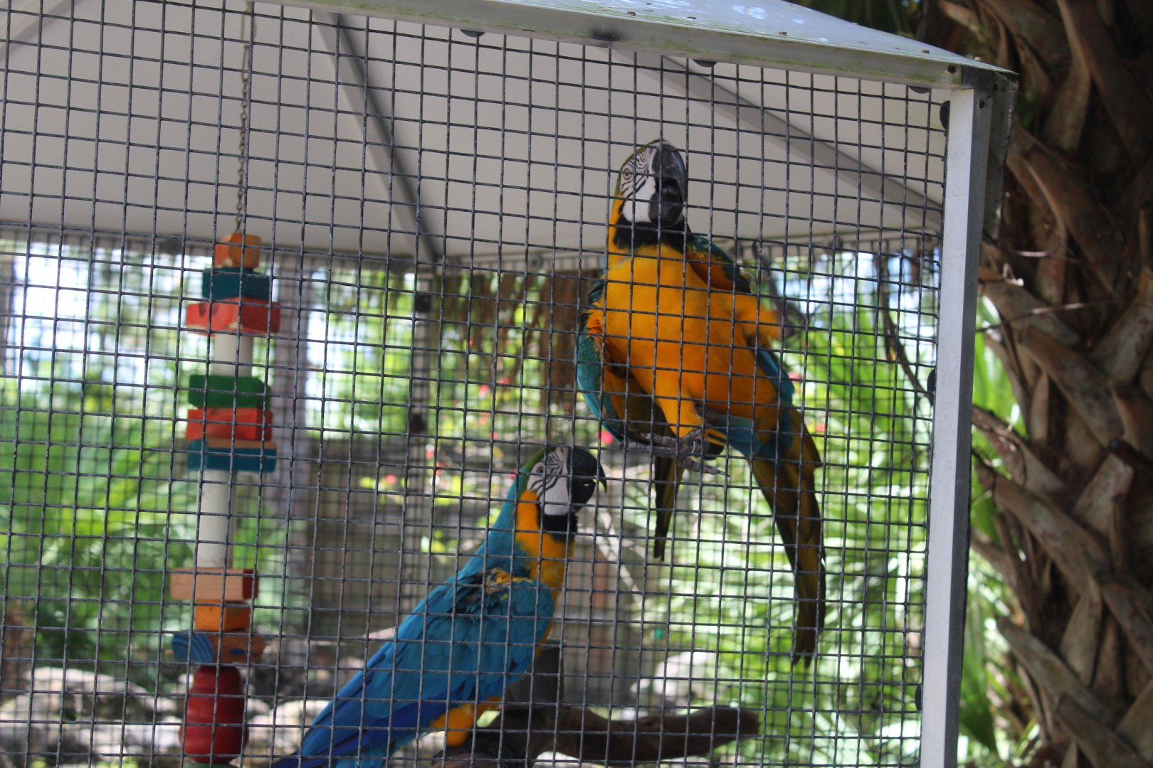 Blue and Yellow Macaws - Mccarthy Wildlife Sanctuary