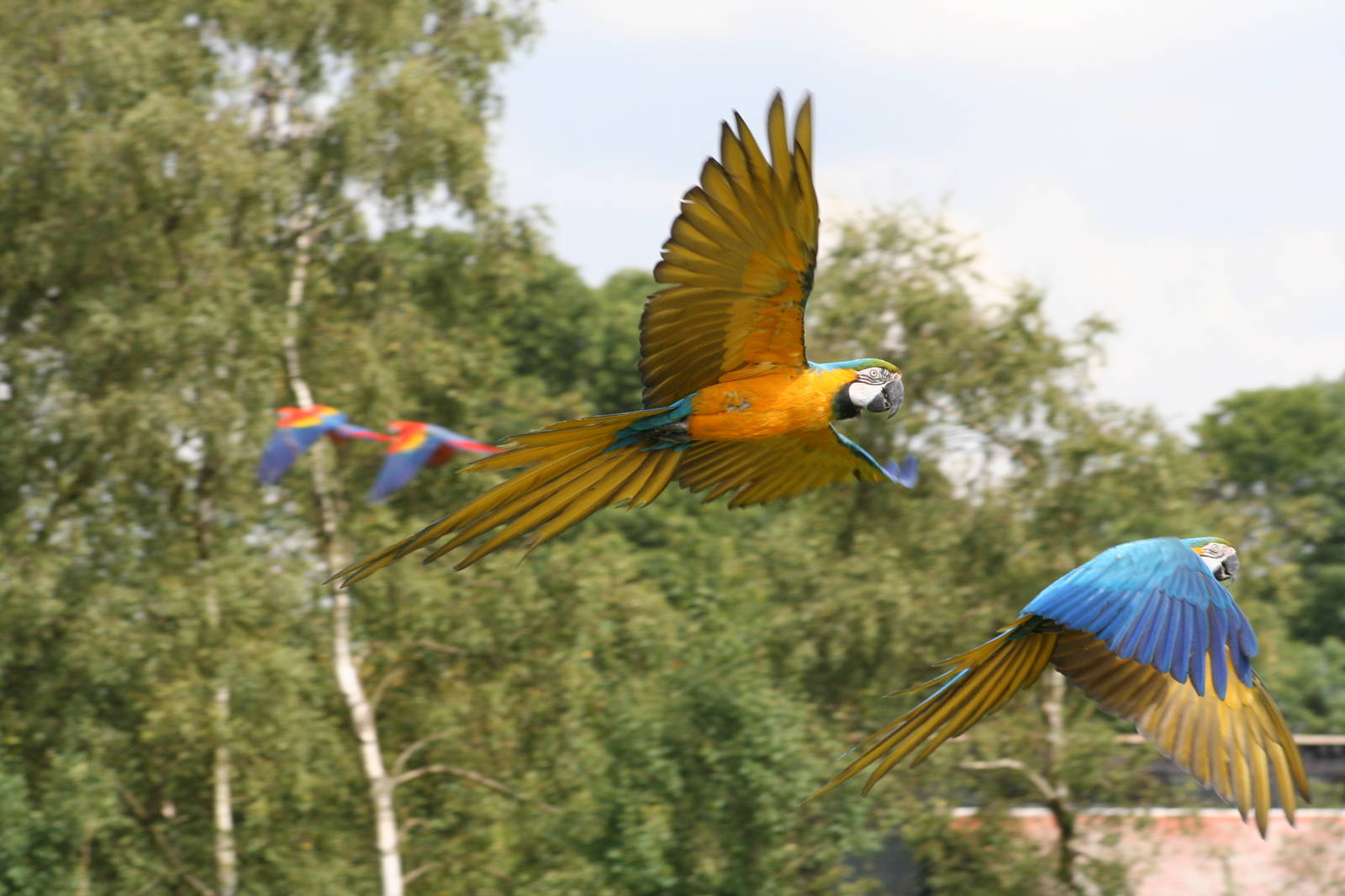 Blue and Yellow Macaws @ Whipsnade 08.08.09