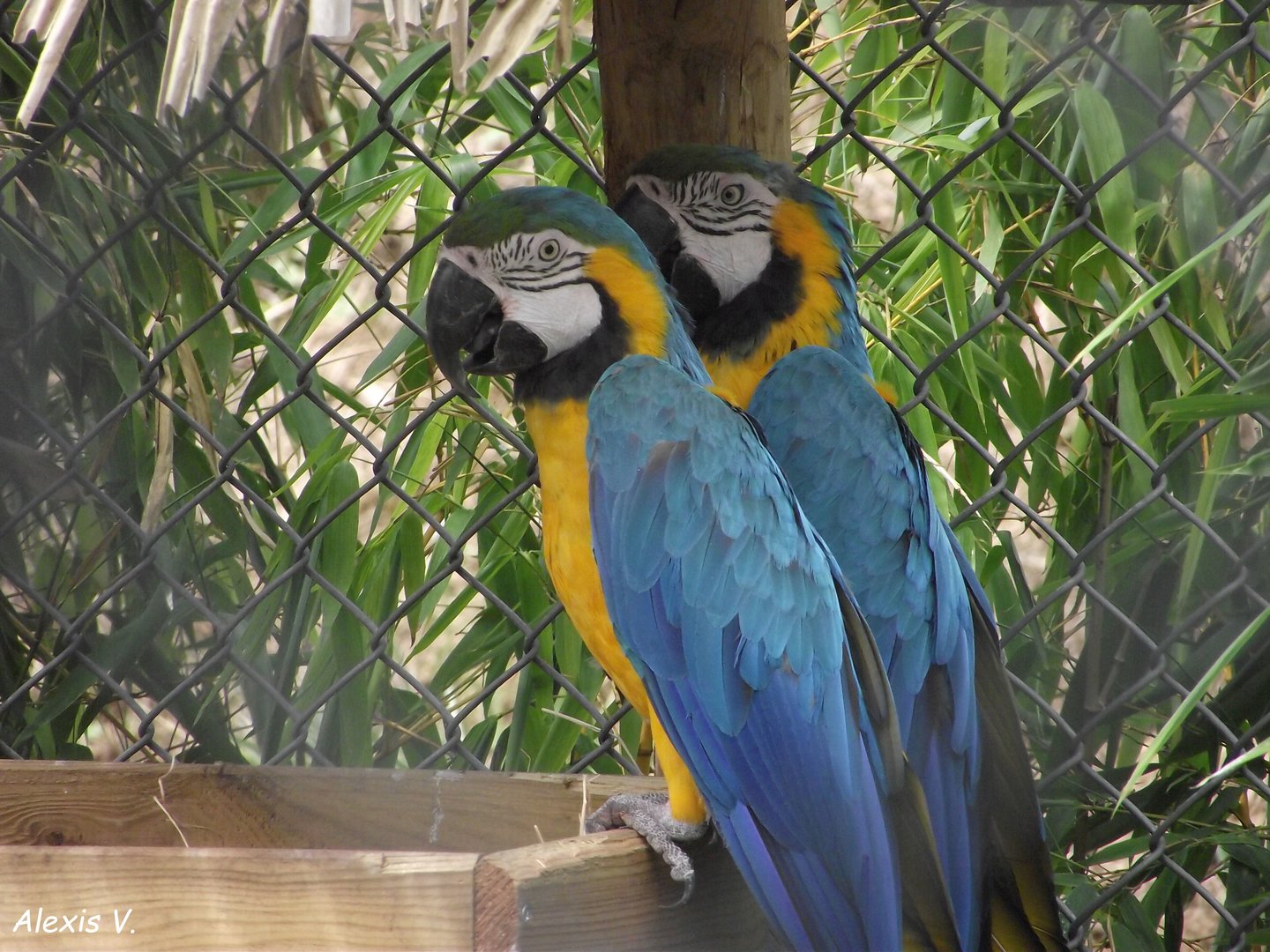 Blue-and-Yellow Macaws - Zooparc de Beauval - 08/2020