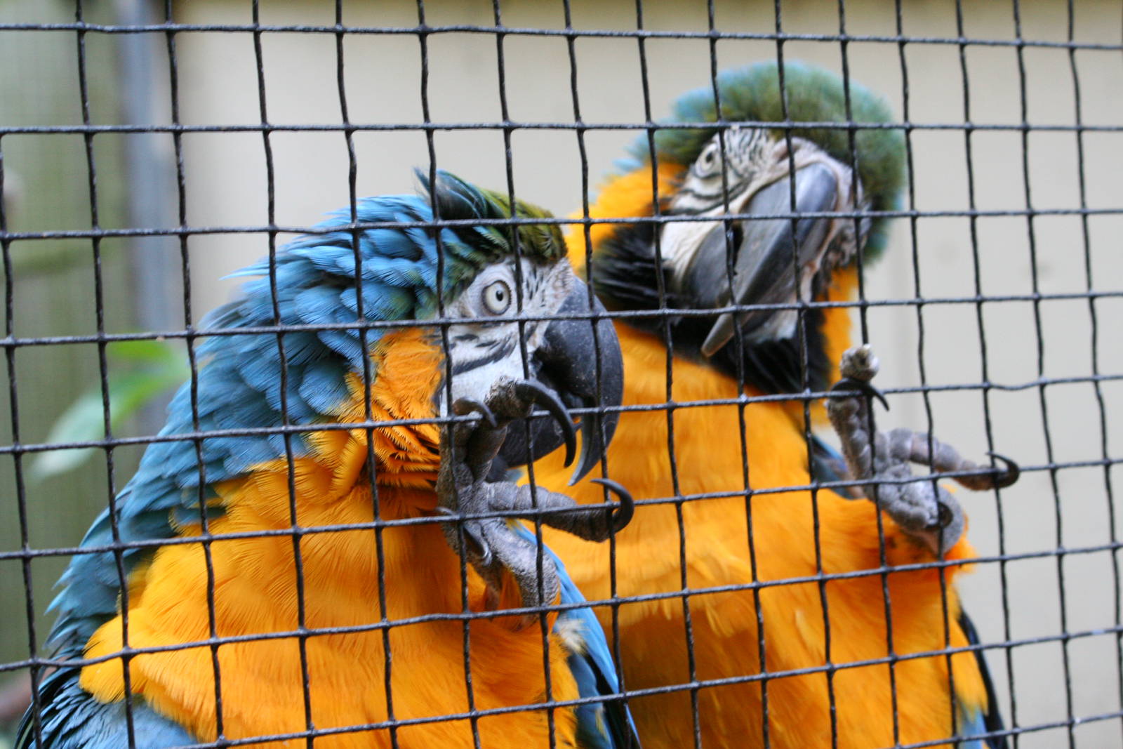 Blue and Yellow macaws