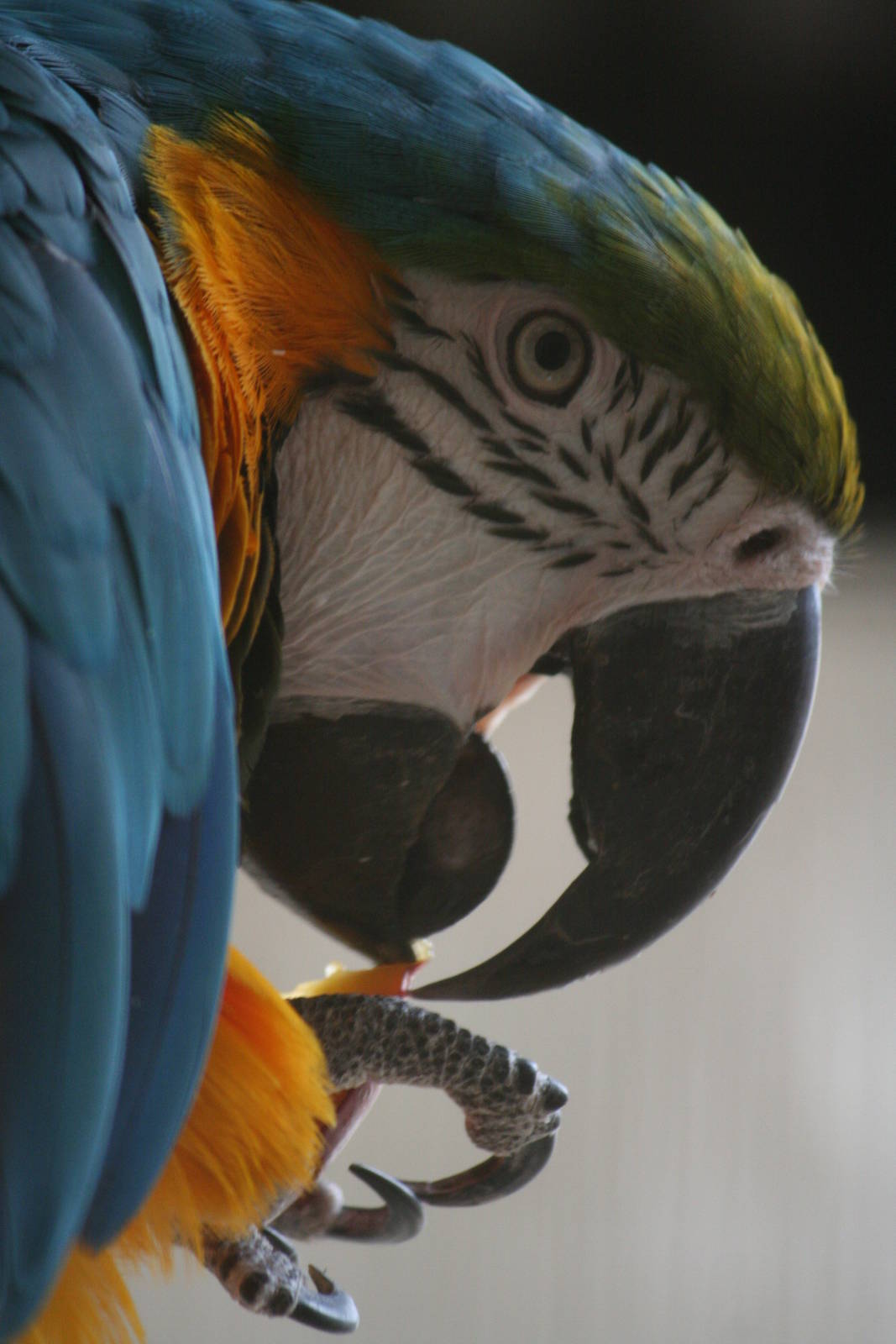 Blue and Yellow macaws
