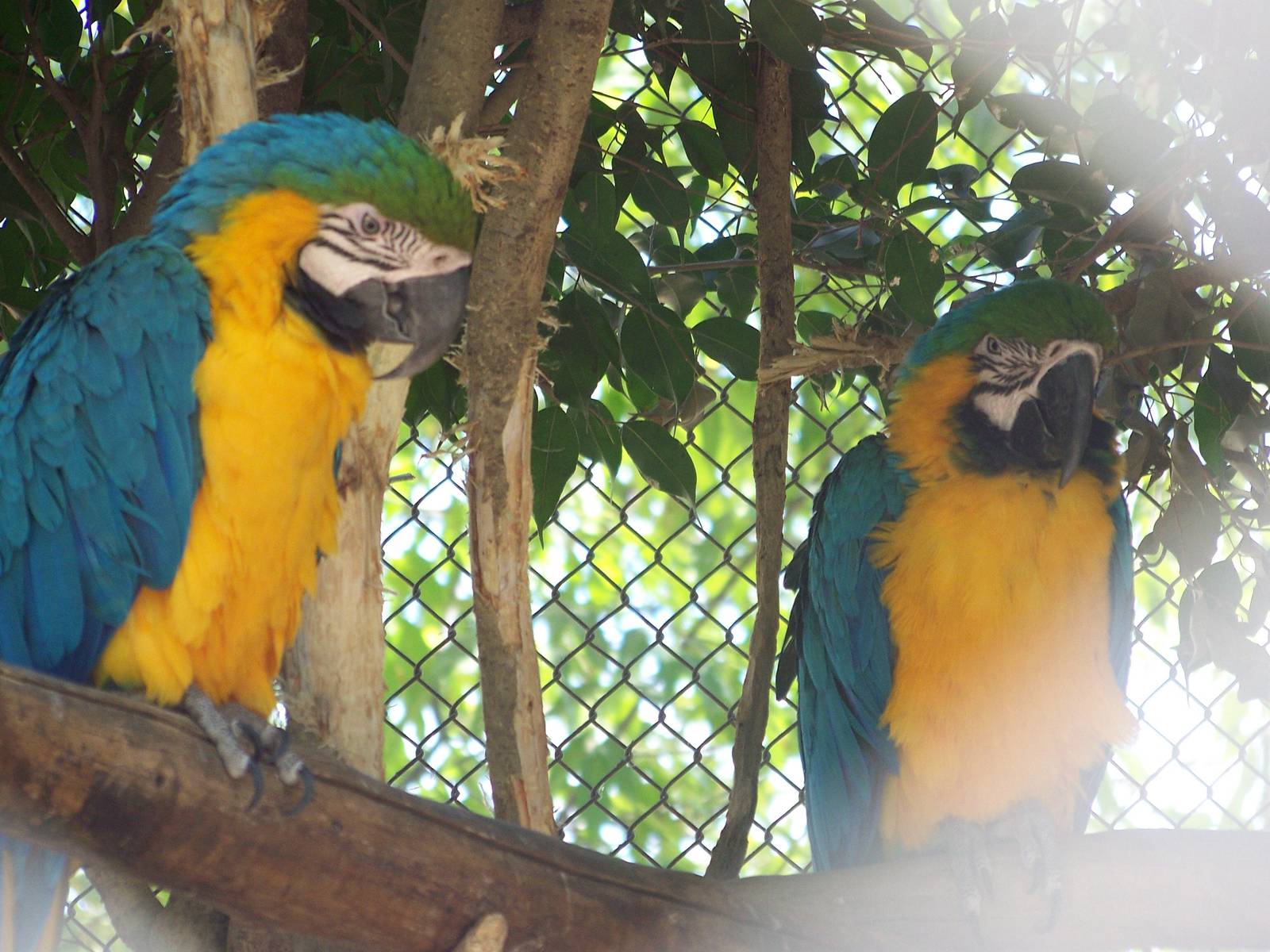 Blue and Yellow Macaws